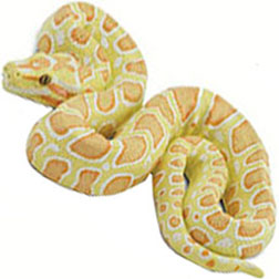 Albino Burmese Python Snake