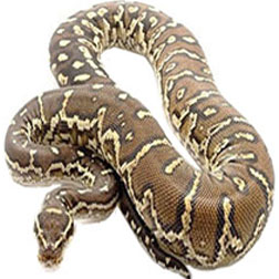 Angolan Python Snake