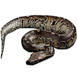 Borneo Blood Python Snake