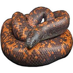 Calabar Python Snake