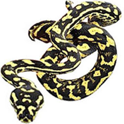 Carpet Python Snake