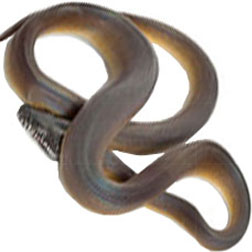 D’alberts Python Snake