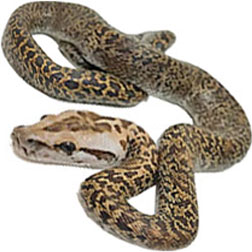 Granite Burmese Python Snake