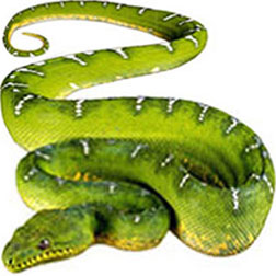 Green Burmese Python Snake