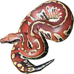 Red Blood Python Snake