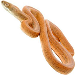 Savu Python Snake