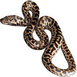 Spotted Python Snake