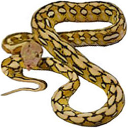Tiger Reticulated Python Snake