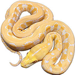 White Albino Reticulated Python Snake