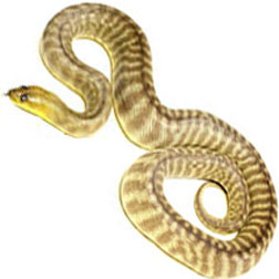 Woma Python Snake