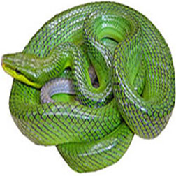 Red Tail Green Rat Snake