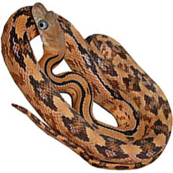 Transpecos Rat Snake