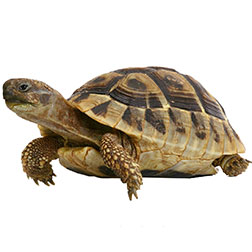 Herman's Tortoise