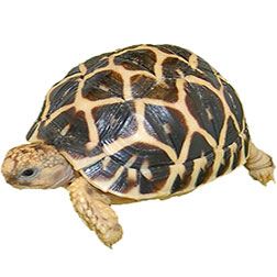Indian Star Tortoise