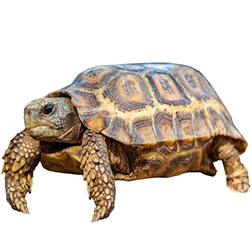 Speke's Hinged Back Tortoise