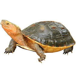 Asian Golden Box Turtle