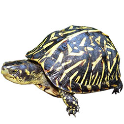 Florida Box Turtle