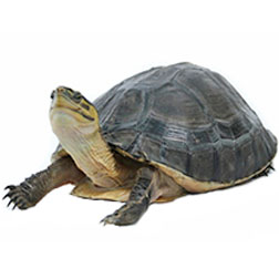 Indonesian Box Turtle
