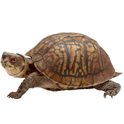 Terrapene Carolina Box Turtle