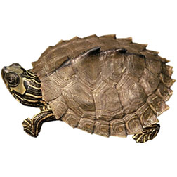 Alabama Map Turtle