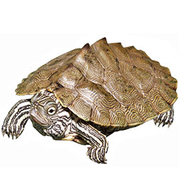 Cagle's Map Turtle