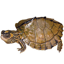 Escambia Map Turtle