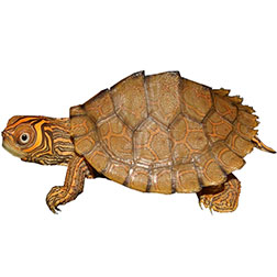 High Orange Mississippi Turtle