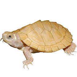 Leucistic Mississippi Turtle
