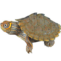 Mississippi Map Turtle