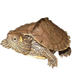 Ouachita Map Turtle