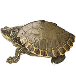 Pearl River Map Turtle