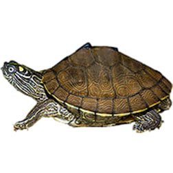 Sabine Map Turtle