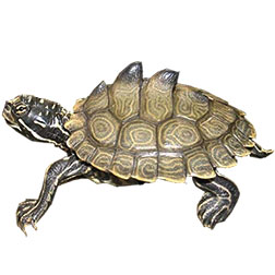 Southern Black Knobbed Turtle