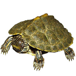 Texas Map Turtle