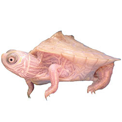 White Mississippi Turtle