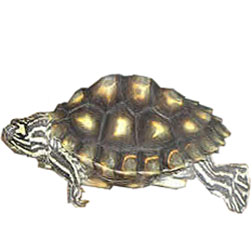 Yellow Blotched Map Turtle