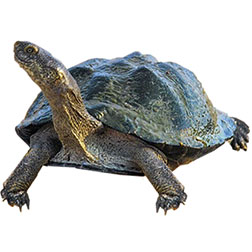 East African Mud Turtle