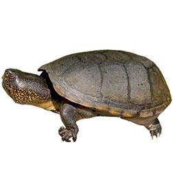 Jalisco Mud Turtle
