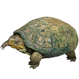 Sonora Mud Turtle