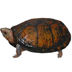 Tabasco Mud Turtle