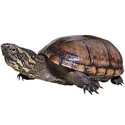 Stinkpot Musk Turtle