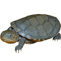 African Hinge Sideneck Turtle