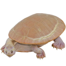 Albino Pink Belly Sideneck Turtle
