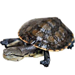 Argentine Sideneck Turtle