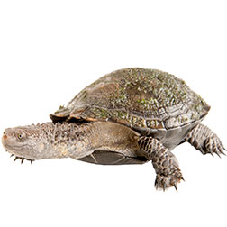 Black Spine Neck Turtle