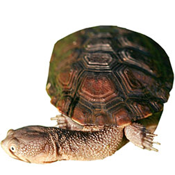 Eastern Snake-necked Turtle