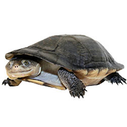 Gibba Sideneck Turtle