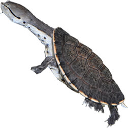 Hilaire's Sideneck Turtle