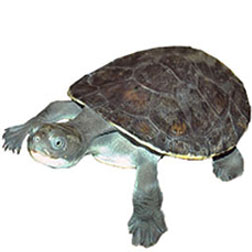 New Guinea-sideneck Turtle