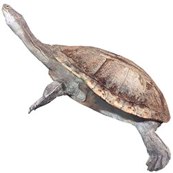 Northern Snake-necked Turtle